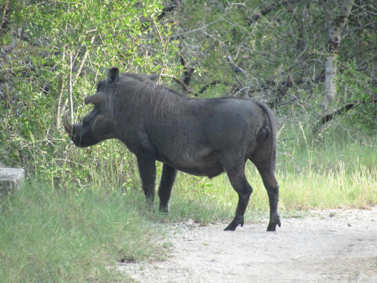 Tembe Elephant Park Lodge Sihangwane Extérieur photo