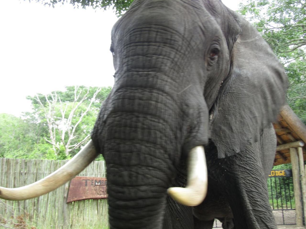 Tembe Elephant Park Lodge Sihangwane Extérieur photo
